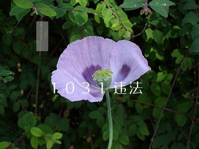 1031违法