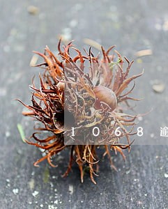 1068逾期催收短信是哪个平台 1068逾期催收短信是哪个平台