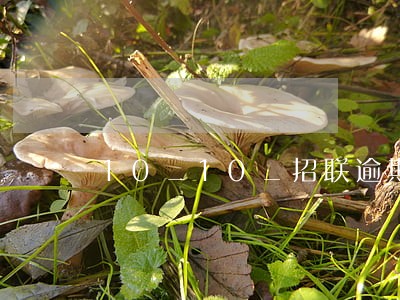 10_10_招联逾期5天 10_10_招联逾期5天