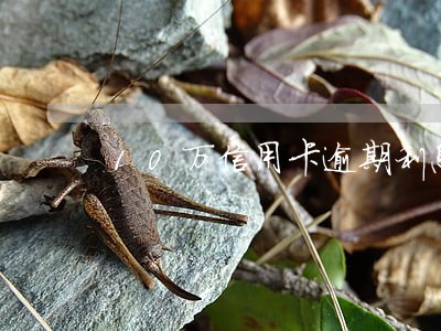 10万信用卡逾期利息 10万信用卡逾期利息