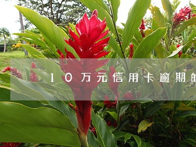 10万元信用卡逾期的利息