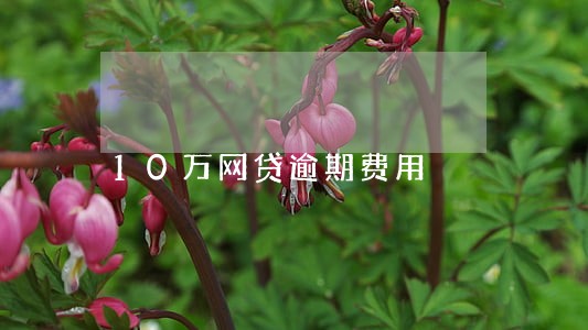 10万网贷逾期费用 10万网贷逾期费用