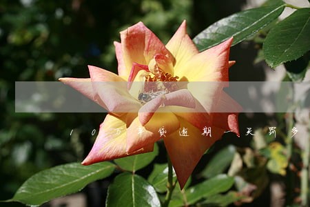 10万车贷逾期一天罚多少钱 10万车贷逾期一天罚多少钱