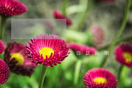10个平台贷款逾期 10个平台贷款逾期