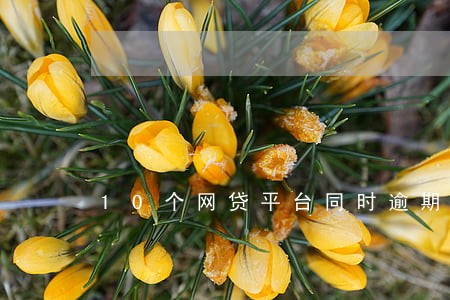 10个网贷平台同时逾期 10个网贷平台同时逾期