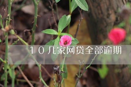 10几家网贷全部逾期 10几家网贷全部逾期