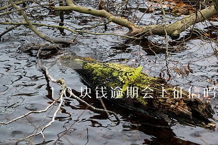 10块钱逾期会上征信吗 10块钱逾期会上征信吗