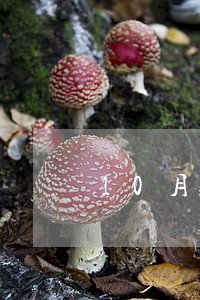 10月账单逾期 10月账单逾期
