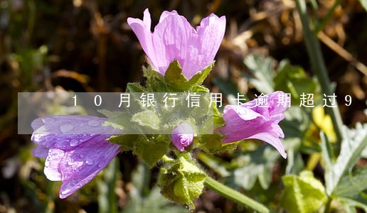 10月银行信用卡逾期超过90天