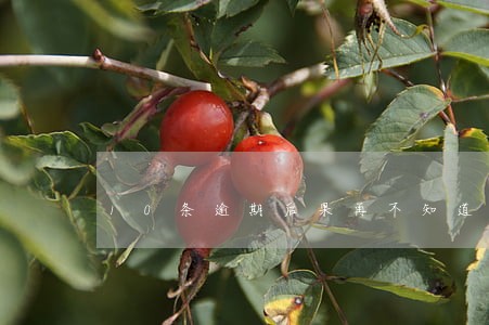 10条逾期后果再不知道就晚了 10条逾期后果再不知道就晚了