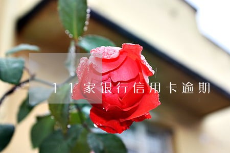 11家银行信用卡逾期