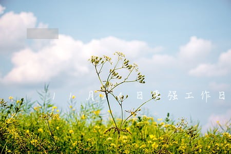 11月24日枣强工作日志 11月24日枣强工作日志