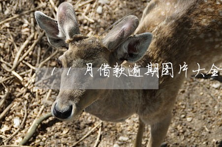 11月借款逾期图片大全 11月借款逾期图片大全
