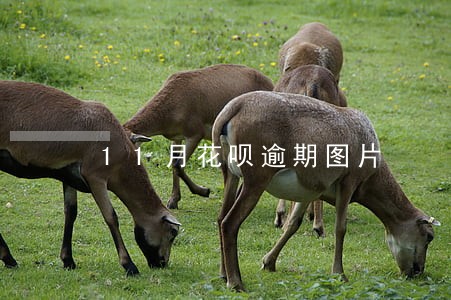 11月花呗逾期图片 11月花呗逾期图片