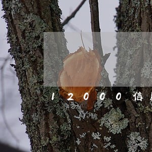 12000信用卡逾期8个月 12000信用卡逾期8个月