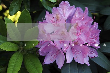 12123逾期可以申请审车吗 12123逾期可以申请审车吗