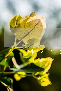 12123里面一直显示逾期