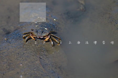 12348上海法律咨询律师在线