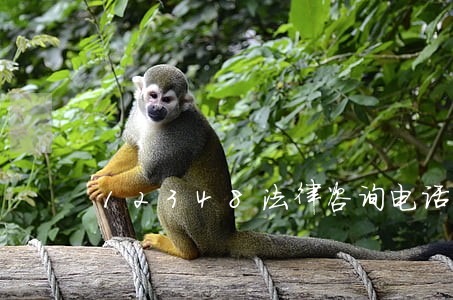 12348法律咨询电话