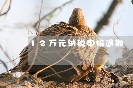 12万元纳税申报逾期 12万元纳税申报逾期