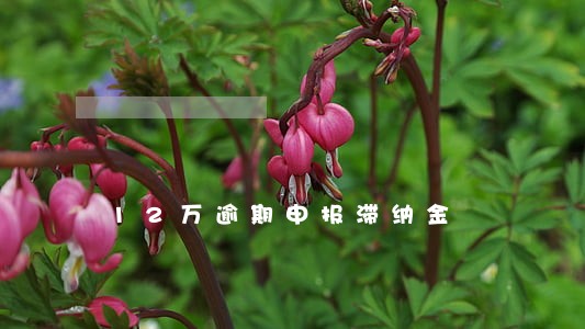 12万逾期申报滞纳金 12万逾期申报滞纳金