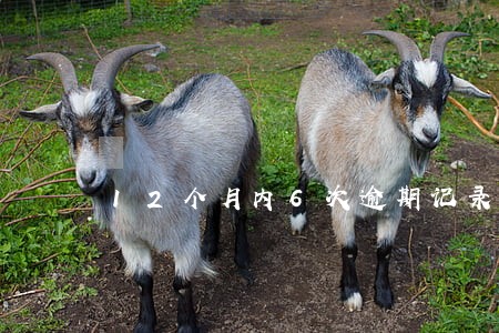 12个月内6次逾期记录 12个月内6次逾期记录