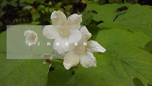 12块账单逾期