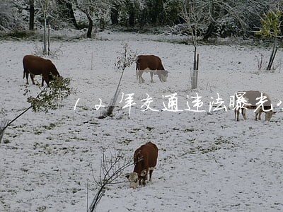 12年交通违法曝光公告第12期