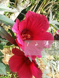 12年信用卡逾期未还