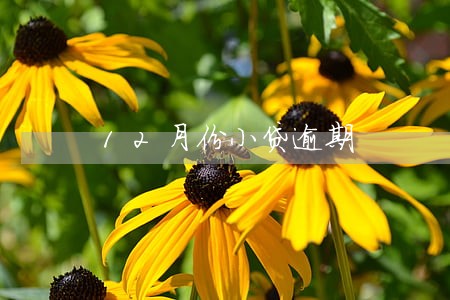 12月份小贷逾期 12月份小贷逾期
