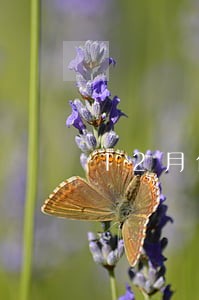 12月份花呗逾期图片高清 12月份花呗逾期图片高清