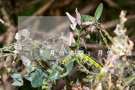 12月份逾期1月份征信没显示 12月份逾期1月份征信没显示