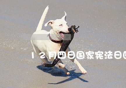 12月四日国家宪法日图片 12月四日国家宪法日图片