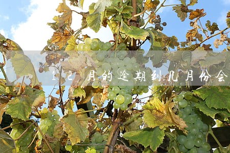 12月的逾期到几月份会不显示 12月的逾期到几月份会不显示