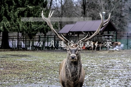 12月连续逾期4次 12月连续逾期4次