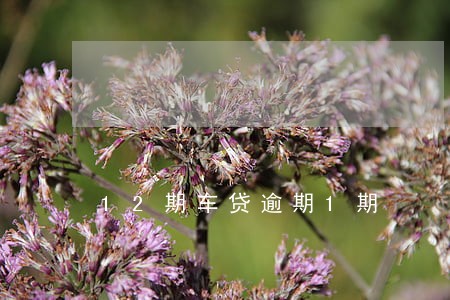 12期车贷逾期1期 12期车贷逾期1期