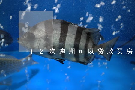 12次逾期可以贷款买房吗 12次逾期可以贷款买房吗