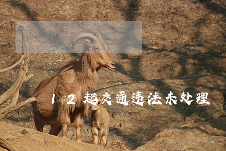 12起交通违法未处理 12起交通违法未处理