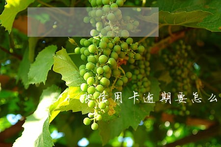 13张信用卡逾期要怎么还 13张信用卡逾期要怎么还