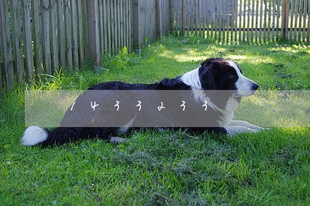 1433233 1433233