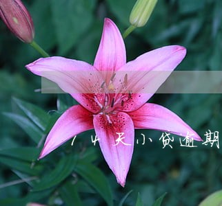 14天小贷逾期会怎么样 14天小贷逾期会怎么样