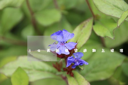 14天的快贷逾期上征信吗 14天的快贷逾期上征信吗