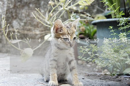 14年在玖富贷的款逾期一年了