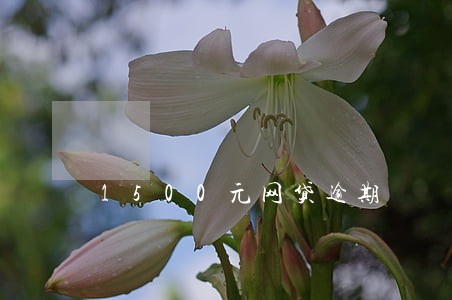 1500元网贷逾期 1500元网贷逾期
