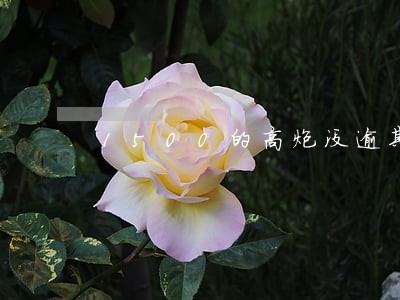 1500的高炮没逾期催收 1500的高炮没逾期催收
