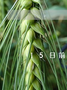 15日前申报印花税提示逾期