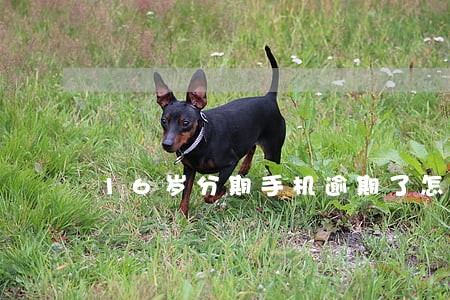 16岁分期手机逾期了怎么办 16岁分期手机逾期了怎么办