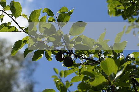170电话说信用卡逾期 170电话说信用卡逾期