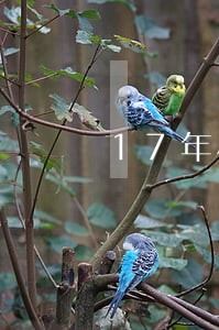 17年小贷逾期未还款