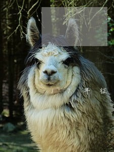 17年征信逾期多久消除